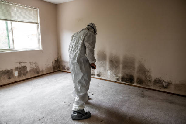 Asbestos and Lead Testing During Mold Inspection in Hutto, TX